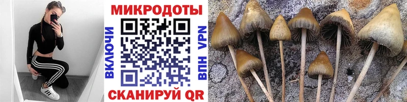 Галлюциногенные грибы Cubensis  закладка  OMG ONION  Городовиковск 